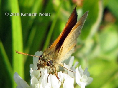 small skipper (Thymelicus sylvestris) Kenneth Noble